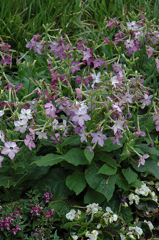 Perfume Purple Flowering Tobacco (Nicotiana 'Perfume Purple') at Chalet Nursery