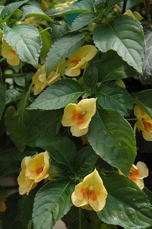 Fusion Glow Yellow Impatiens (Impatiens 'Fusion Glow Yellow') at Chalet Nursery