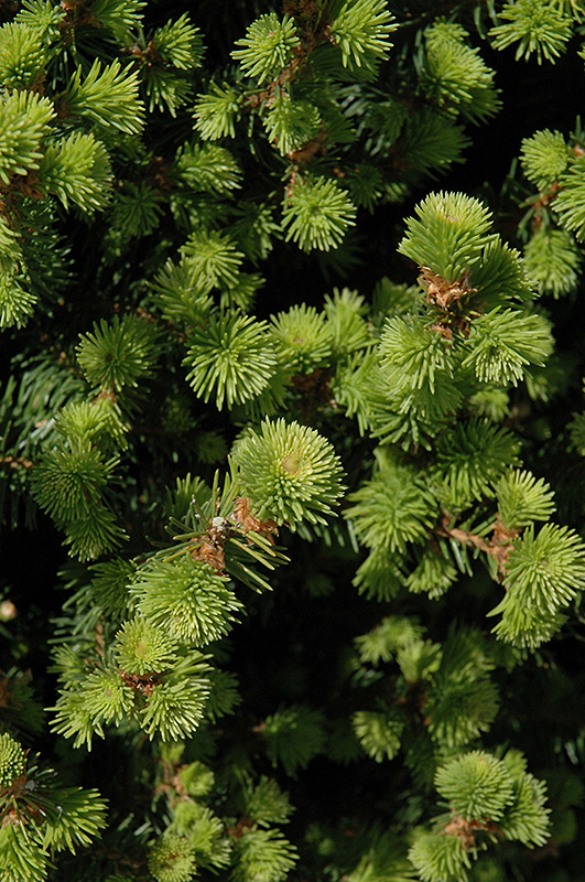 Sherwood Compact Norway Spruce (Picea abies 'Sherwood Compact') at Chalet Nursery