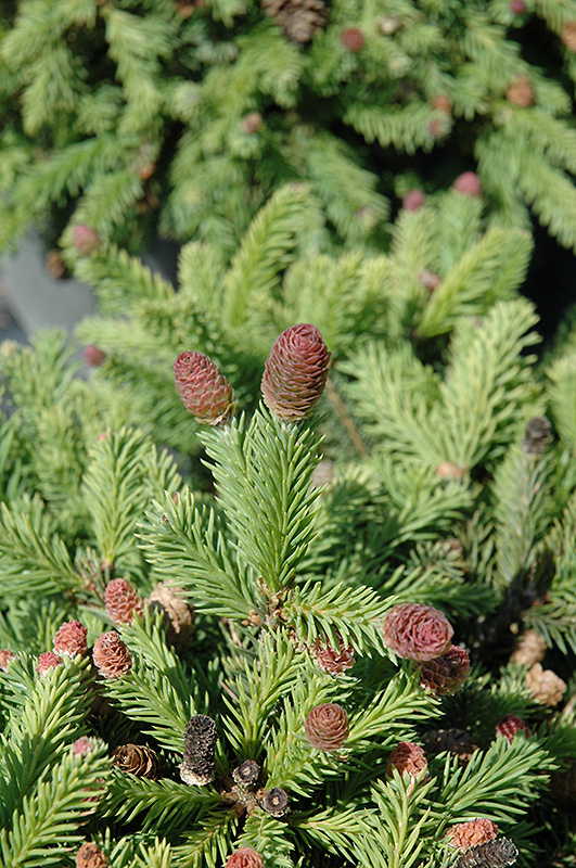 Pusch Spruce (Picea abies 'Pusch') at Chalet Nursery
