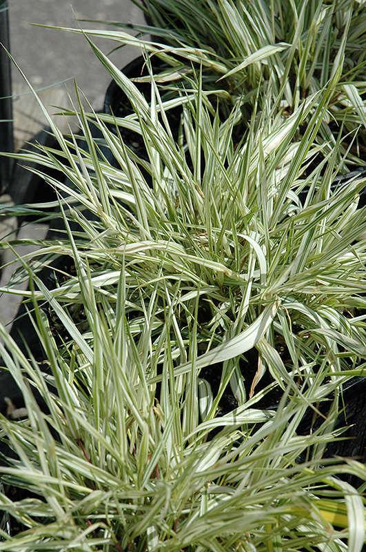 Fubuki Hakone Grass (Hakonechloa macra 'Briform') at Chalet Nursery