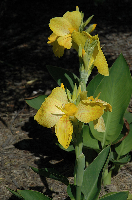 Tropical Yellow Canna (Canna 'Tropical Yellow') at Chalet Nursery
