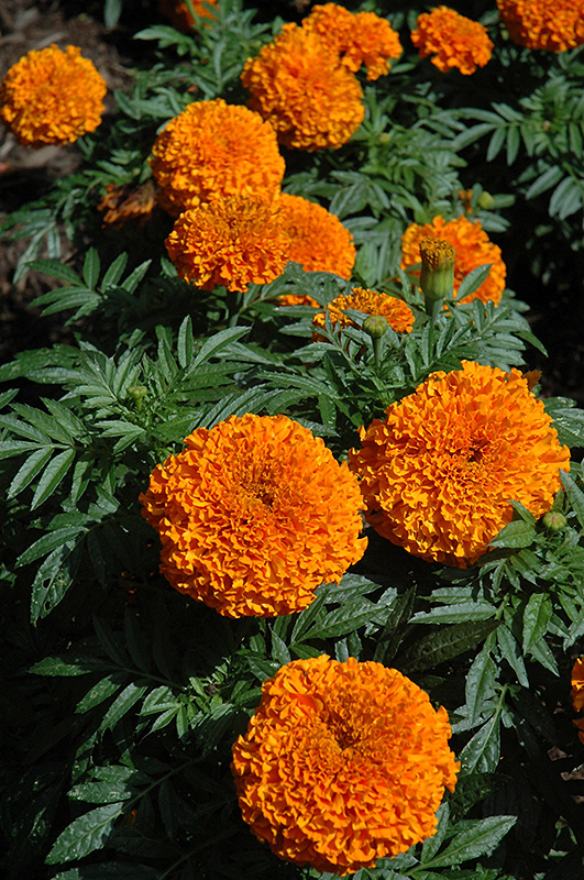 Moonsong Deep Orange Marigold (Tagetes erecta 'Moonsong Deep Orange') at Chalet Nursery