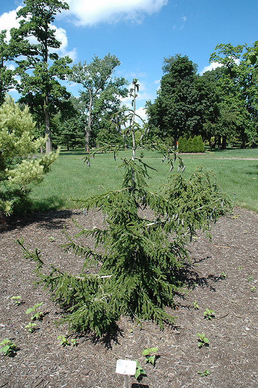 Gowdy Oriental Spruce (Picea orientalis 'Gowdy') at Chalet Nursery
