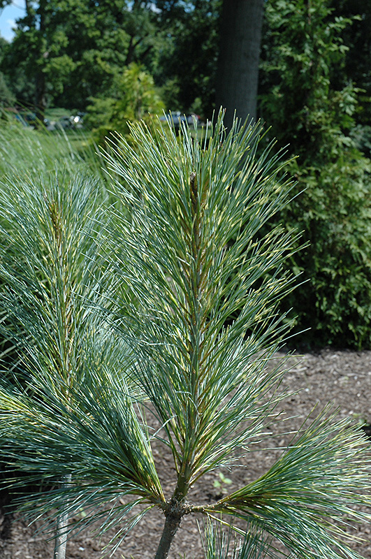 Zebrina Himalayan Pine (Pinus wallichiana 'Zebrina') at Chalet Nursery