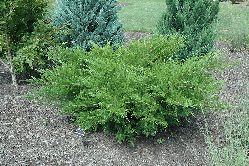 Sea Green Juniper (Juniperus chinensis 'Sea Green') at Chalet Nursery