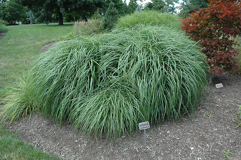 Adagio Maiden Grass (Miscanthus sinensis 'Adagio') at Chalet Nursery