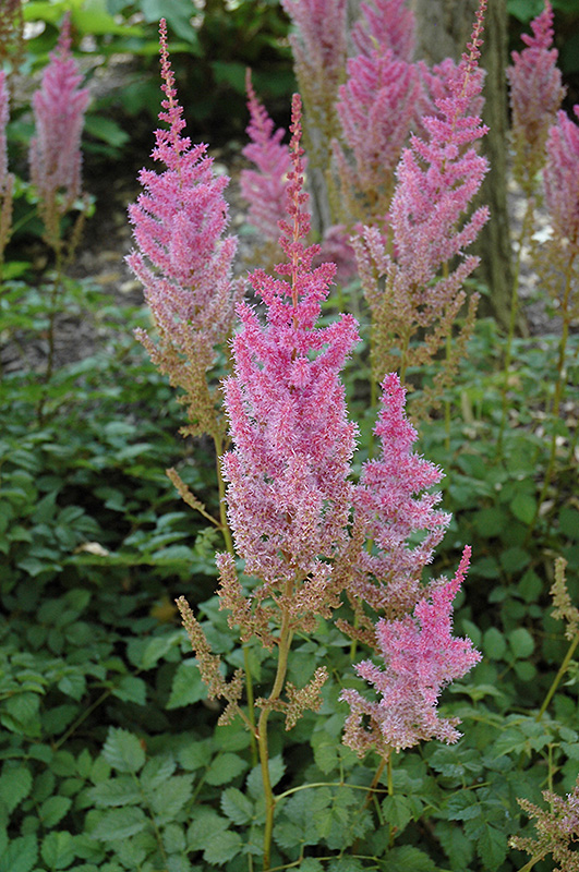 Purple Candles Astilbe (Astilbe chinensis 'Purple Candles') in Wilmette ...