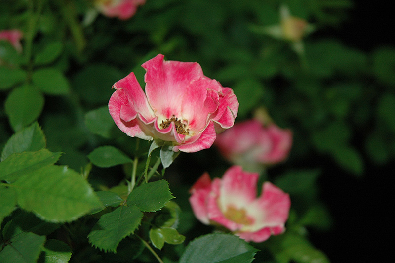 Sweet Spot Calypso Rose (Rosa 'IntRos01') at Chalet Nursery