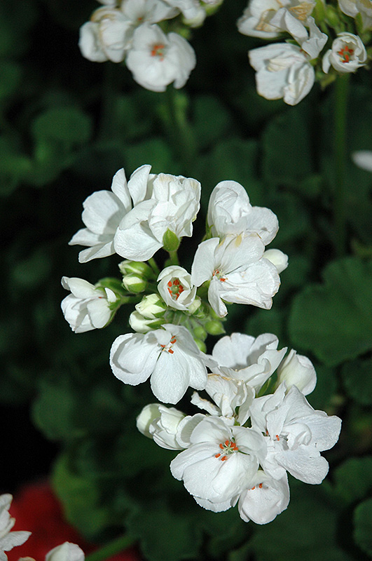 Patriot White Geranium (Pelargonium 'Patriot White') at Chalet Nursery