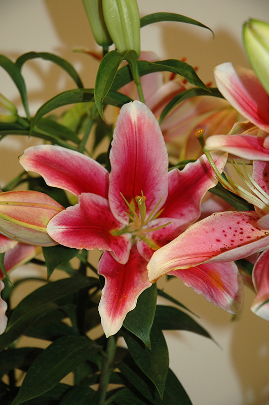 Pink Romance Lily (Lilium 'Pink Romance') at Chalet Nursery
