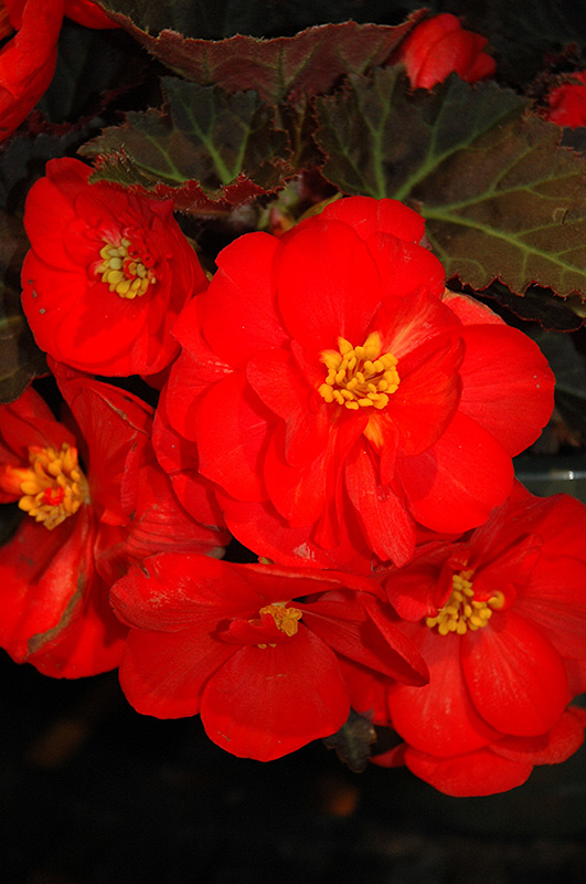 Nonstop Mocca Scarlet Begonia (Begonia 'Nonstop Mocca Scarlet') at Chalet Nursery