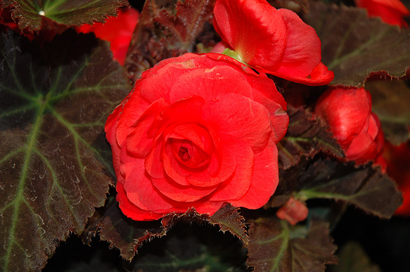 Nonstop Mocca Cherry Begonia (Begonia 'Nonstop Mocca Cherry') at Chalet Nursery
