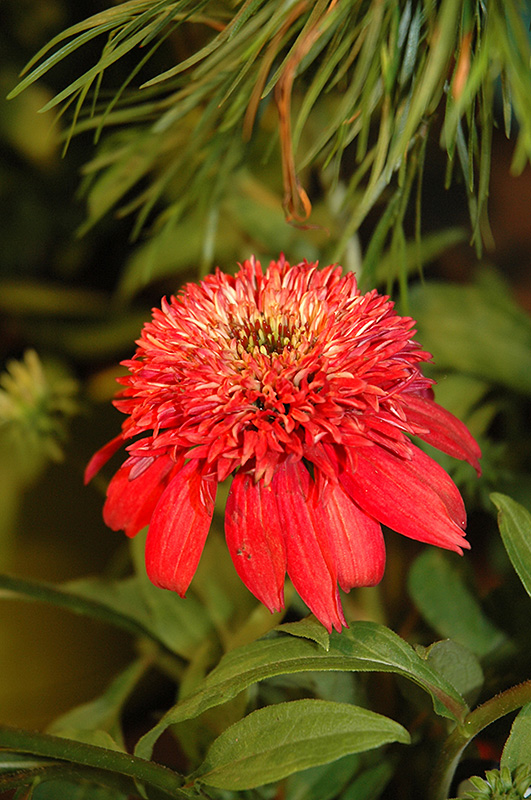 Double Scoop Cranberry Coneflower (Echinacea 'Balscanery') at Chalet Nursery