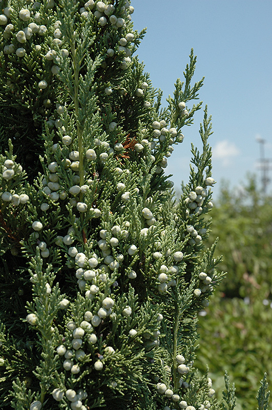 Trautman Juniper (Juniperus chinensis 'Trautman') at Chalet Nursery