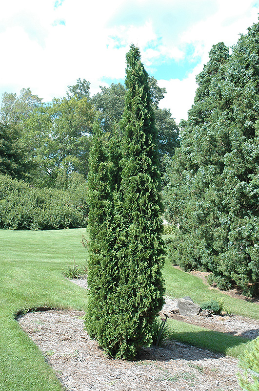 Degroot's Spire Arborvitae (Thuja occidentalis 'Degroot's Spire') at Chalet Nursery