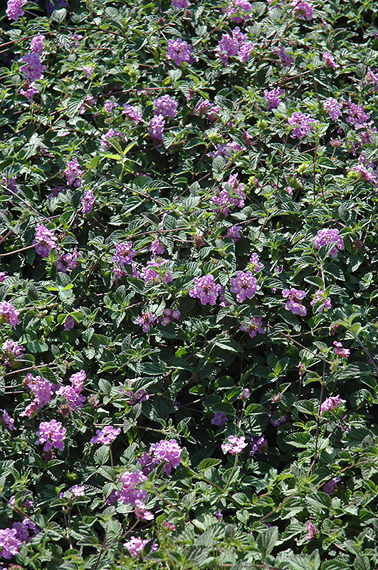 Purple Trailing Lantana (Lantana sellowiana) at Chalet Nursery