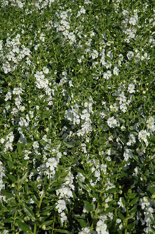 Angelface White Angelonia (Angelonia angustifolia 'Anwhitim') at Chalet Nursery