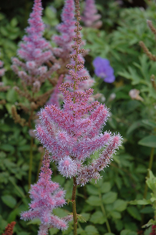 Purple Candles Astilbe (Astilbe chinensis 'Purple Candles') at Chalet Nursery