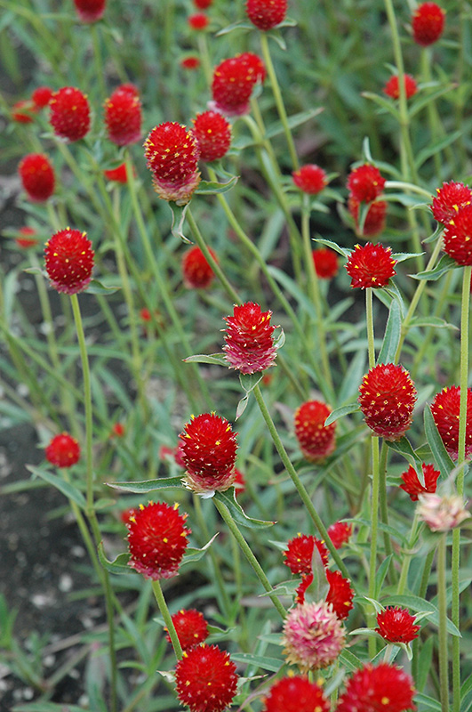 Qis Red Gomphrena (Gomphrena 'Qis Red') at Chalet Nursery