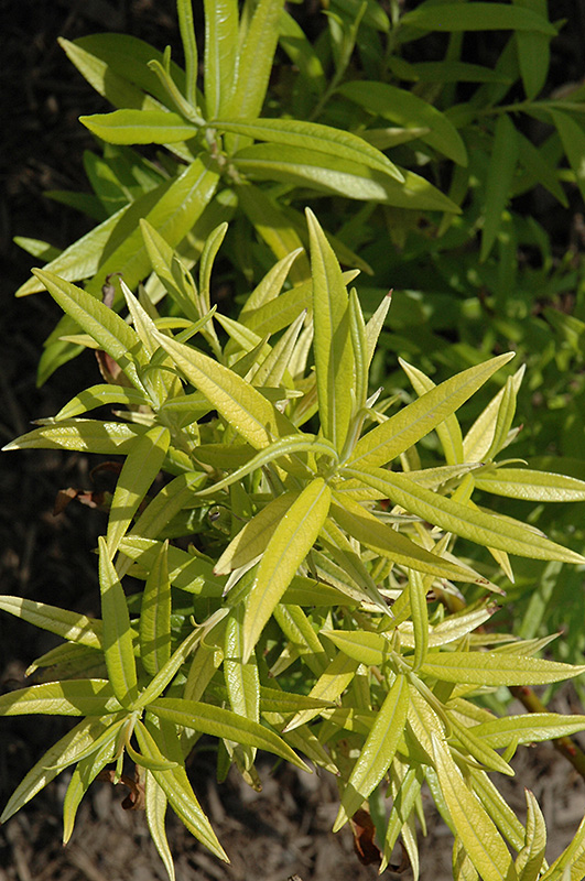 Golden Sunshine Willow (Salix sachalinensis 'Golden Sunshine') at Chalet Nursery