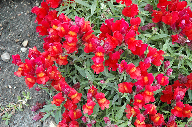 Candy Showers Red Snapdragon (Antirrhinum majus 'Candy Showers Red') at Chalet Nursery
