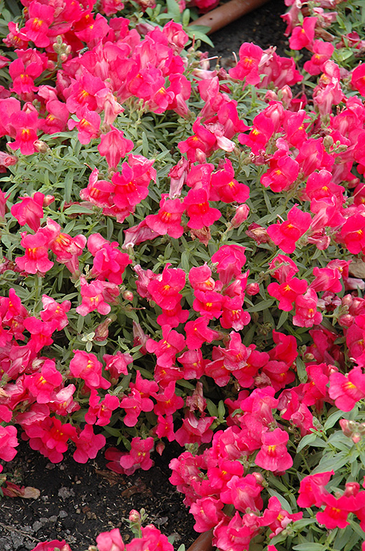 Candy Showers Rose Snapdragon (Antirrhinum majus 'Candy Showers Rose') at Chalet Nursery