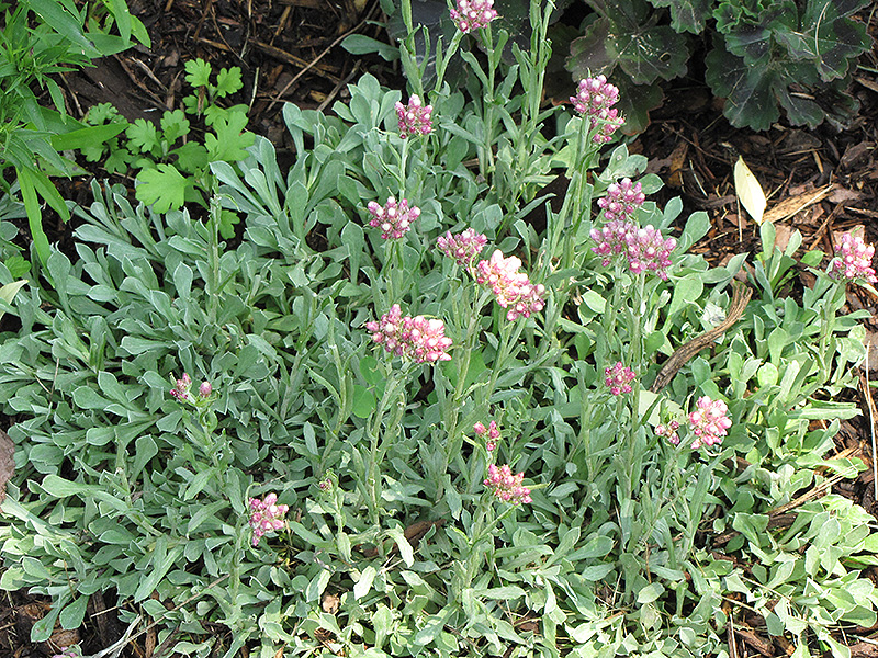 Rosy Pussytoes (Antennaria rosea) at Chalet Nursery
