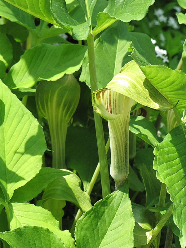 Green Japanese Jack-In-The-Pulpit (Arisaema triphyllum 'ssp. triphyllum') at Chalet Nursery