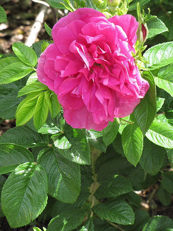 Hansa Rose (Rosa 'Hansa') at Chalet Nursery