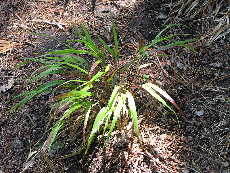 Red Wind Hakone Grass (Hakonechloa macra 'Beni-Kaze') at Chalet Nursery