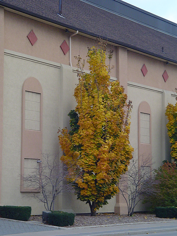 Columnar Norway Maple (Acer platanoides 'Columnare') at Chalet Nursery