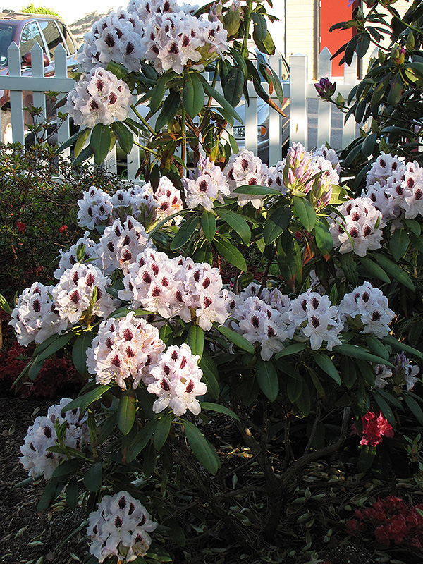 Calsap Rhododendron (Rhododendron 'Calsap') at Chalet Nursery