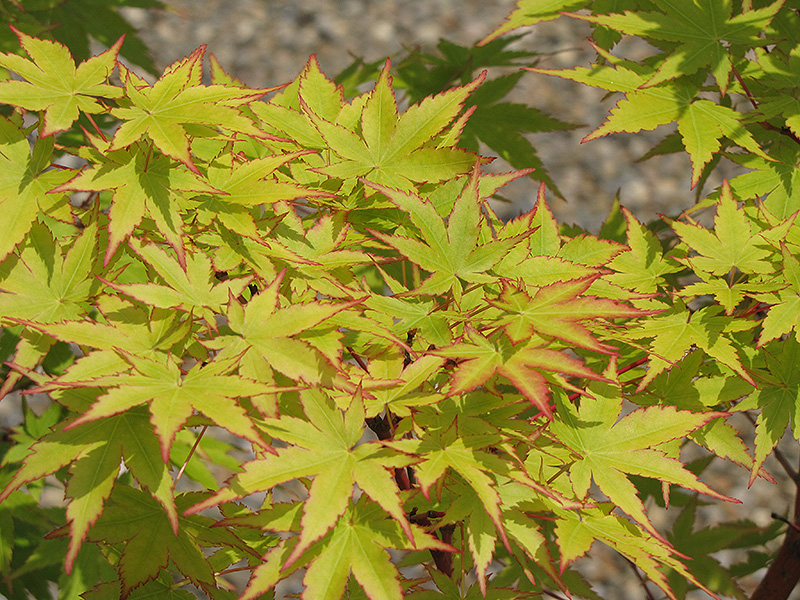 Coral Bark Japanese Maple (Acer palmatum 'Sango Kaku') at Chalet Nursery