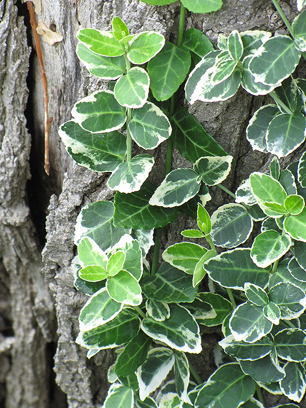 Emerald Gaiety Euonymus (Euonymus fortunei 'Emerald Gaiety') at Chalet Nursery