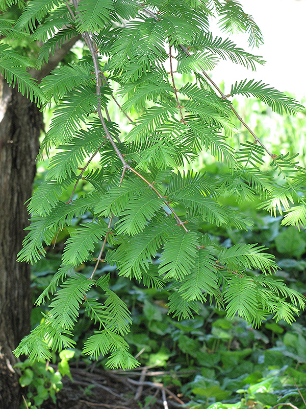 Dawn Redwood (Metasequoia glyptostroboides) at Chalet Nursery