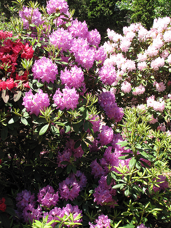 Boursault Rhododendron (Rhododendron catawbiense 'Boursault') at Chalet Nursery