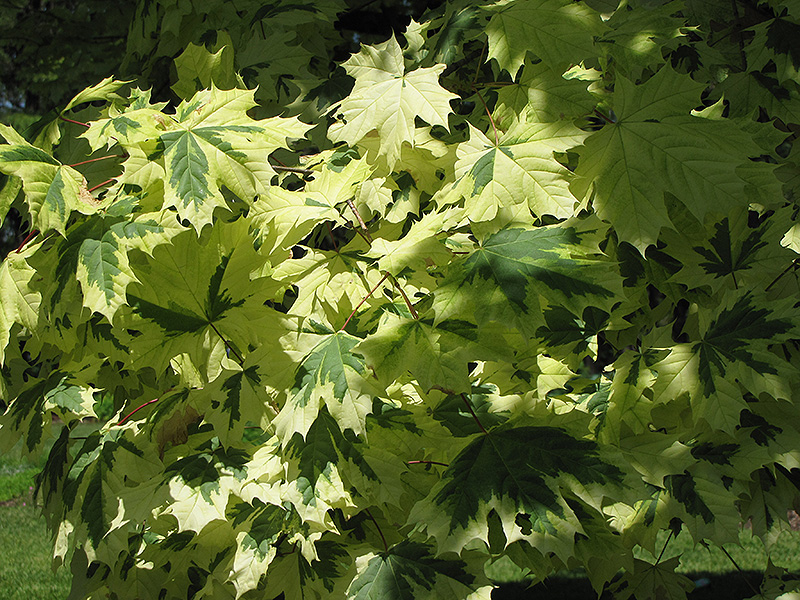 Variegated Norway Maple (Acer platanoides 'Variegatum') at Chalet Nursery