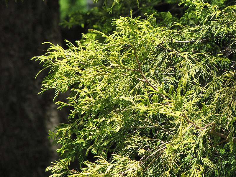 Golden Threadleaf Falsecypress (Chamaecyparis pisifera 'Filifera Aurea') at Chalet Nursery