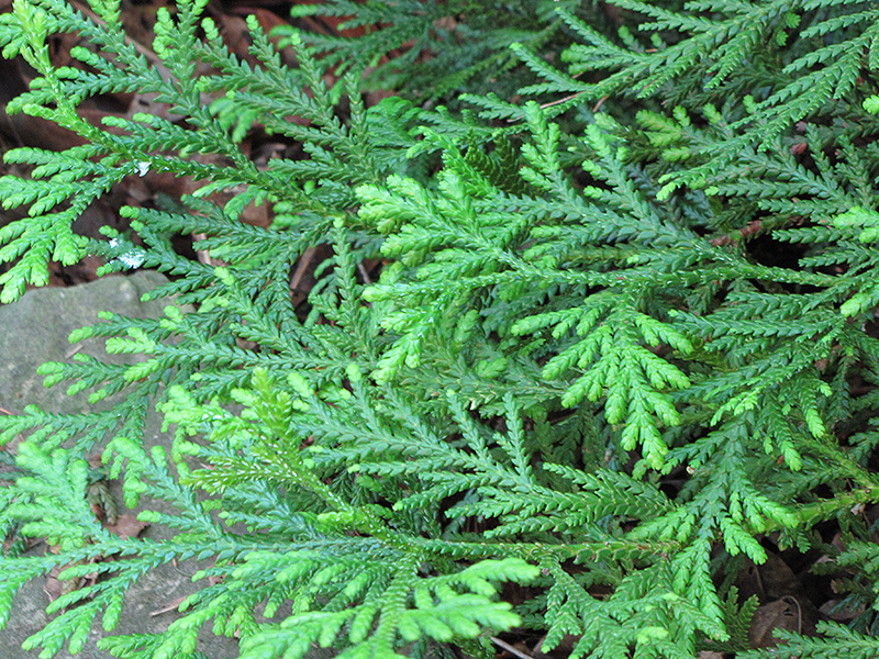 Hiba Arborvitae (Thujopsis dolabrata) at Chalet Nursery