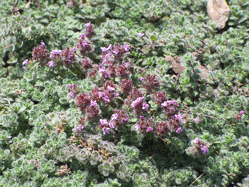 Wooly Thyme (Thymus pseudolanuginosis) at Chalet Nursery