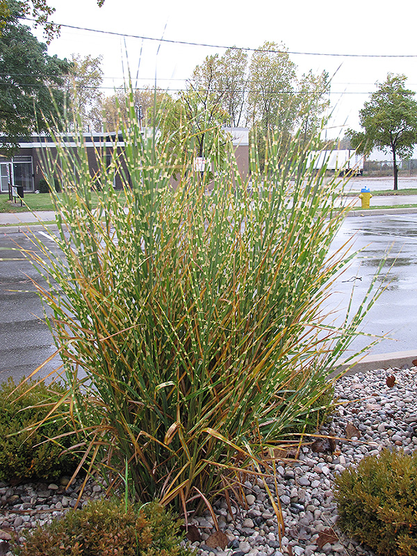 Porcupine Grass (Miscanthus sinensis 'Strictus') at Chalet Nursery