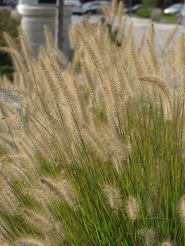 Hameln Dwarf Fountain Grass (Pennisetum alopecuroides 'Hameln') at Chalet Nursery