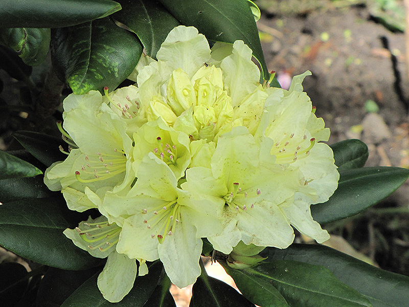 Capistrano Rhododendron (Rhododendron 'Capistrano') at Chalet Nursery