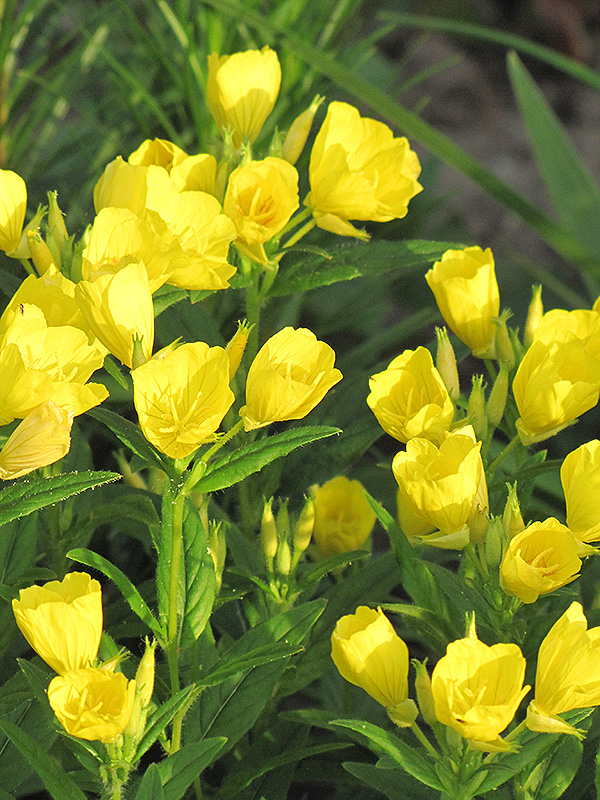 Sundrops (Oenothera fruticosa) in Wilmette Chicago Evanston Glenview ...