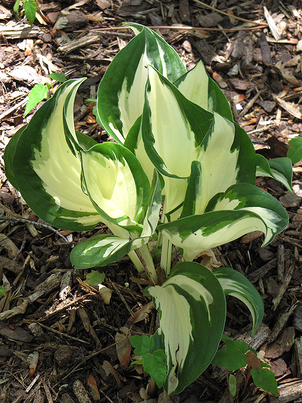 Fire and Ice Hosta (Hosta 'Fire and Ice') at Chalet Nursery