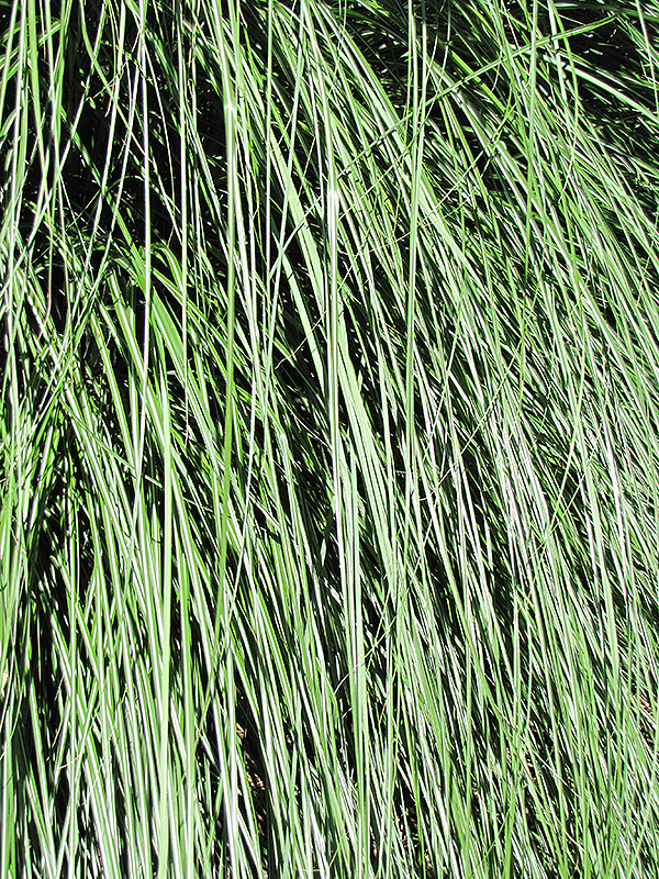 Yaku Jima Dwarf Maiden Grass (Miscanthus sinensis 'Yaku Jima') at Chalet Nursery