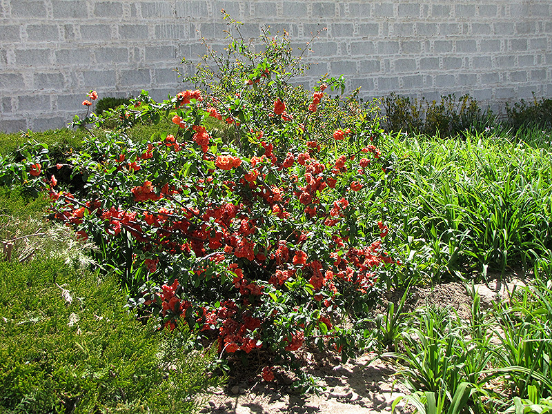 Cameo Flowering Quince (Chaenomeles speciosa 'Cameo') at Chalet Nursery