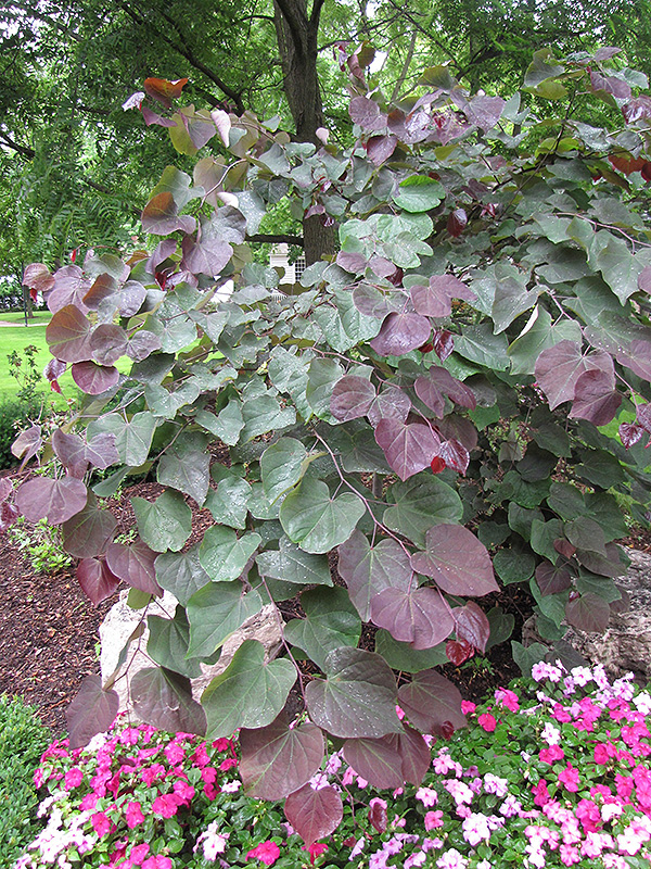 Forest Pansy Redbud (Cercis canadensis 'Forest Pansy') at Chalet Nursery
