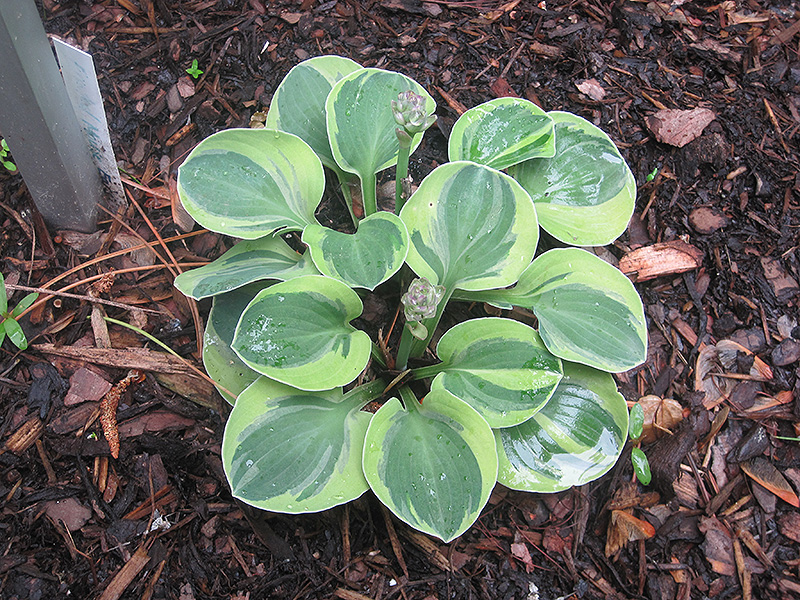 Frosted Mouse Ears Hosta (Hosta 'Frosted Mouse Ears') at Chalet Nursery